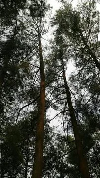 Tall pine trees reaching up in a forest with cloudy sky Stock Photos