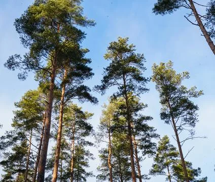 Tall Pine Trees Reaching for the Sky Stock Photos