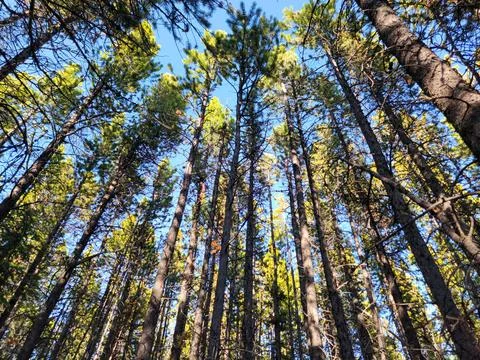 Tall Pine Trees Reaching for the Sky Foto stock