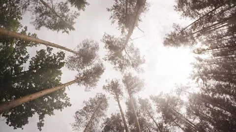 Tall Pine Trees Reaching Skyward in a Wilderness Area 库存影片 66856600