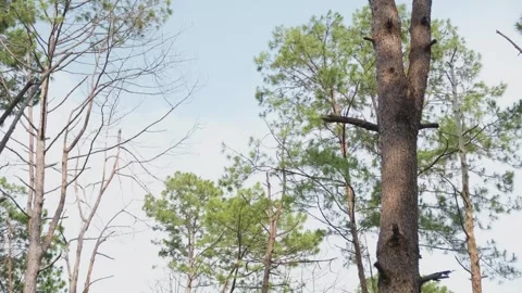 Tall Pine Trees Reaching Toward the Sky Stock Footage 315113410