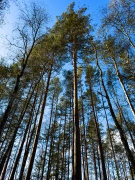 Tall Pine Trees Reaching Toward a Clear Blue Sky in Serene Forest Stock Photos
