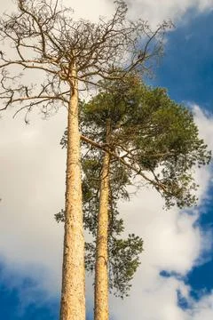 Tall pine trees reaching toward a cloudy blue sky in a peaceful forest settin Stock Photos