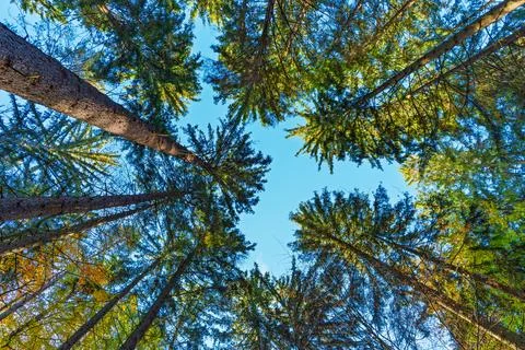 Tall pine trees reaching toward clear blue sky in dense forest viewed from .. 库存照片