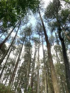 Tall Pine Trees Reaching Toward Blue Sky in Tropical Forest Stock Photos