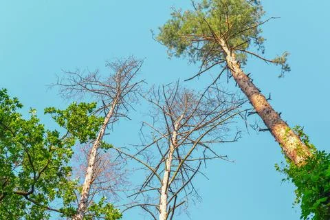 Tall Pine Trees Reaching Up Toward Clear Blue Sky in Forest Stock Photos