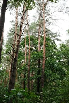 Tall pine trees reaching toward the sky in a lush green summer forest Stock Photos
