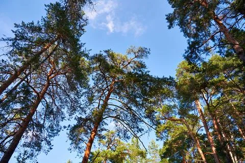 Tall pine trees reaching towards the blue sky Stock Photos