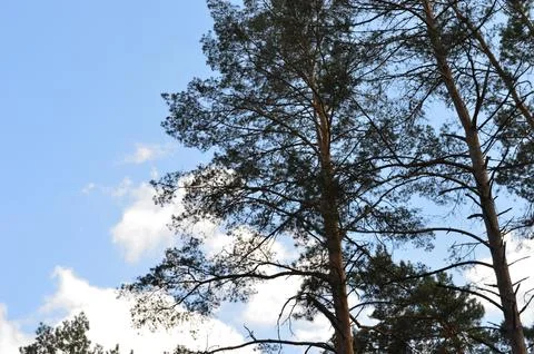 Tall pine trees reaching towards a clear blue sky with scattered clouds during a Stock Photos