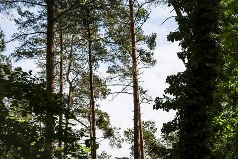 Tall pine trees reaching towards the bright sky on a sunny day 스톡 사진