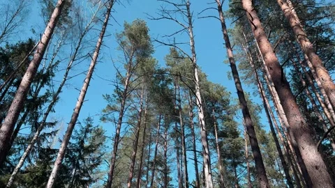 Tall pine trees rise above a forest clearing under a clear blue sky. The wo.. Stock Footage 337171944
