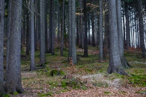 Tall pine trees rise in a dense forest during early spring, capturing a serene Stock Photos