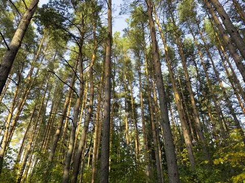 Tall pine trees rise vertically in a dense forest, forming a natural canopy Stock Photos