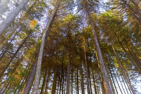 Tall pine trees seen from below with sunrise light. Stock Photos