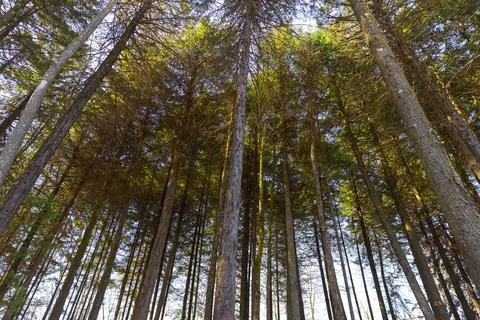 Tall pine trees seen from below with sunrise light. Stock Photos