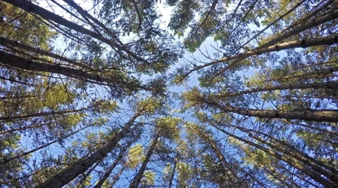 Tall pine trees shaking from breeze Stock Footage 61097370