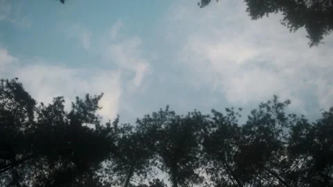 Tall pine trees silhouette against a cloudy blue sky in a mountain forest o.. Stock Footage 340056127