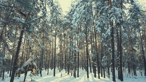 Tall pine trees in the snow and sky Stock Footage 119410834