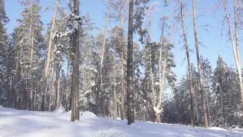 Tall pine trees in the snow and sky Stock Footage 119957747