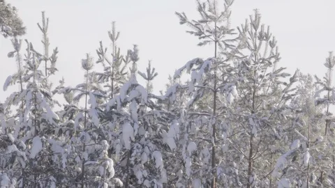Tall pine trees in the snow and sky Stock Footage 120122175