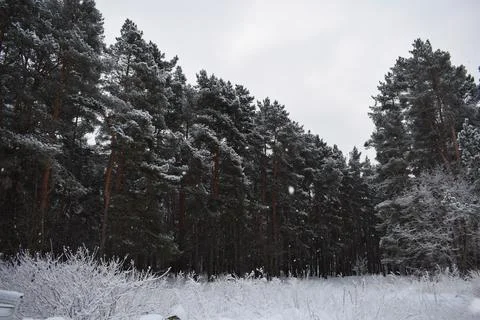 Tall pine trees in snow covered forest with granite boulders Stock Photos
