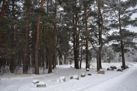 Tall pine trees in snow covered forest with granite boulders Stock Photos