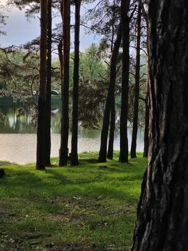 Tall Pine Trees With Soft Light and Green Ground Stock Photos