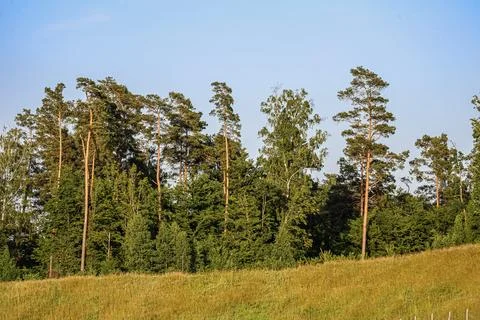 Tall pine trees stand against a clear blue sky above a grassy meadow Fotos Stock
