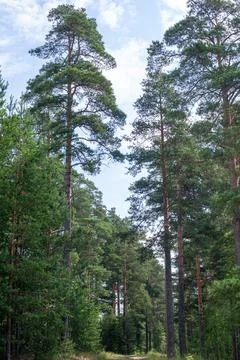 Tall pine trees stand against a clear blue sky. Green needles frame the sun.. Stock Photos