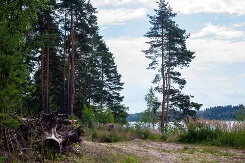 Tall pine trees stand beside a tranquil lakeshore. Grassy patches meet fallen Stock Photos