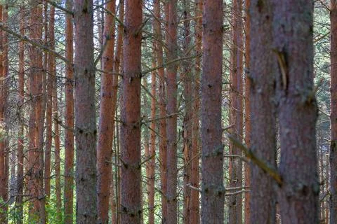 Tall pine trees stand close together in a dense forest. Their reddish-brown.. Stock Photos