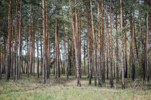 Tall pine trees stand densely on a forest floor with dry grass dense woods. Stock Photos