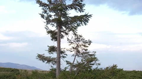 Tall Pine trees stand firm as the Wind rustles their branches. Stock Footage 254037890
