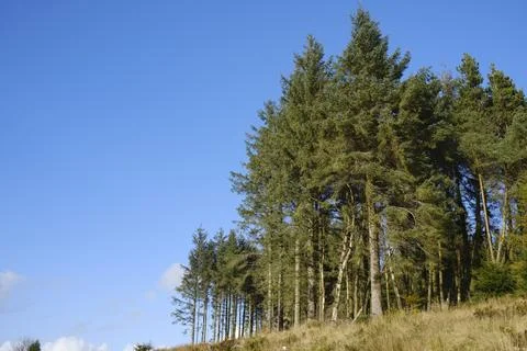 Tall pine trees stand majestically under a clear blue sky in a serene fores.. Stock Photos