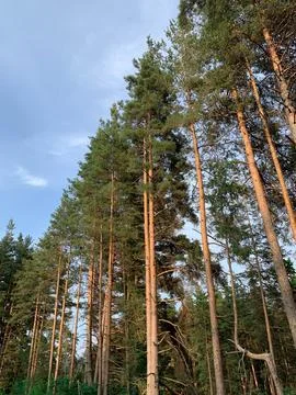 Tall pine trees stand majestically under a clear blue sky Foto stock