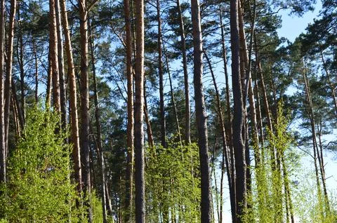 Tall pine trees stand majestically in the serene forest under a clear blue sky Stock Photos