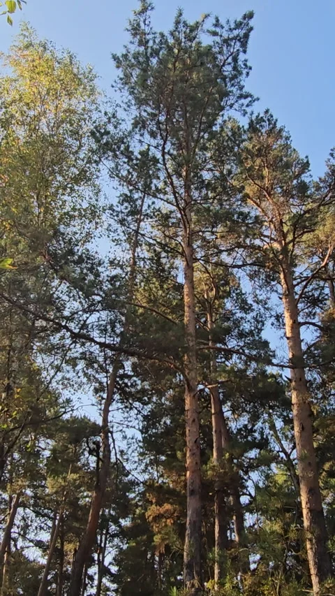Tall pine trees stand in a quiet forest clearing Stockbeeldmateriaal 347696447