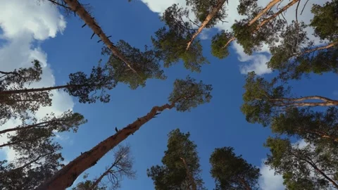 Tall pine trees stand tall against a bright blue sky, their branches stretching Stock Footage 279992933