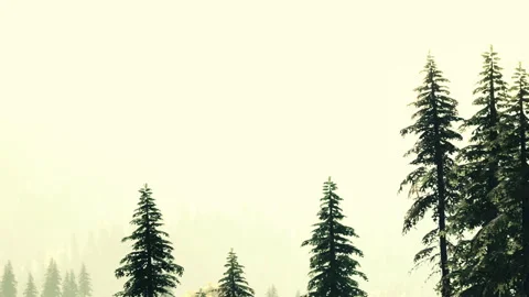 Tall Pine Trees Standing Against a Bright Morning Sky With Soft Light Stock Footage 348403573