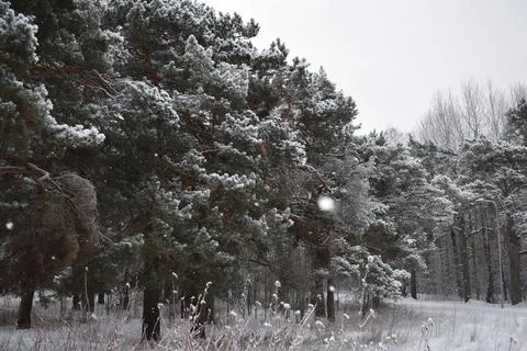 Tall Pine Trees Standing Along Snow Covered Pathway in Winter Woodland Stock Photos
