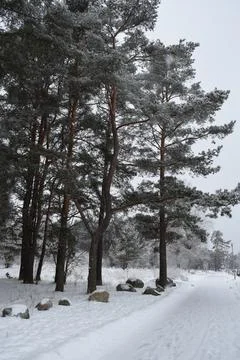 Tall Pine Trees Standing Along Snow Covered Pathway in Winter Woodland Stock Photos