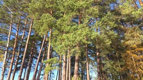 Tall Pine Trees Standing On Grassy Bank Under Clear Blue Sky Stock Footage 348223297