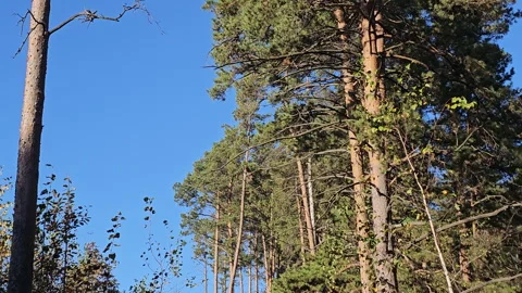 Tall pine trees stretch toward clear blue sky Stock Footage 347501754