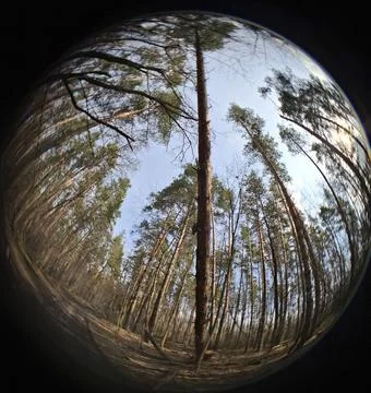 Tall pine trees stretch toward clear blue sky in a low angle view of forest 스톡 사진