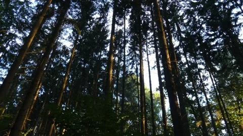 Tall pine trees stretching to blue sky from low angle view, panning Stock Footage 339880305