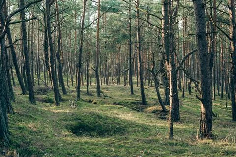 Tall Pine Trees with Sunlight Filtering Through Stock Photos