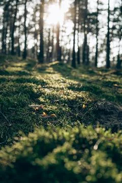 Tall Pine Trees with Sunlight Filtering Stock Photos