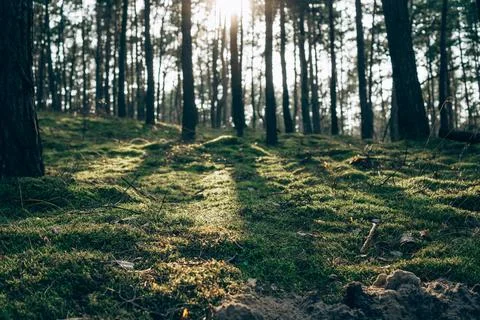 Tall Pine Trees with Sunlight Stock Photos