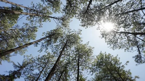 Tall Pine Trees With Sunlight Shining Through Forest Canopy Video stock 333266696