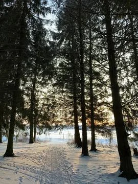 Tall pine trees in a sunny forest with green leaves Stock Photos